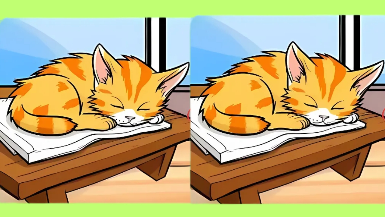 Find 3 Differences in this Cat Photo