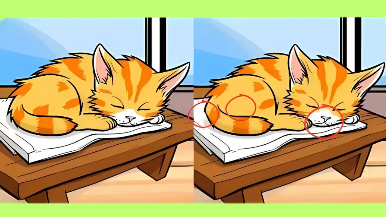Find 3 Differences in this Cat Photo