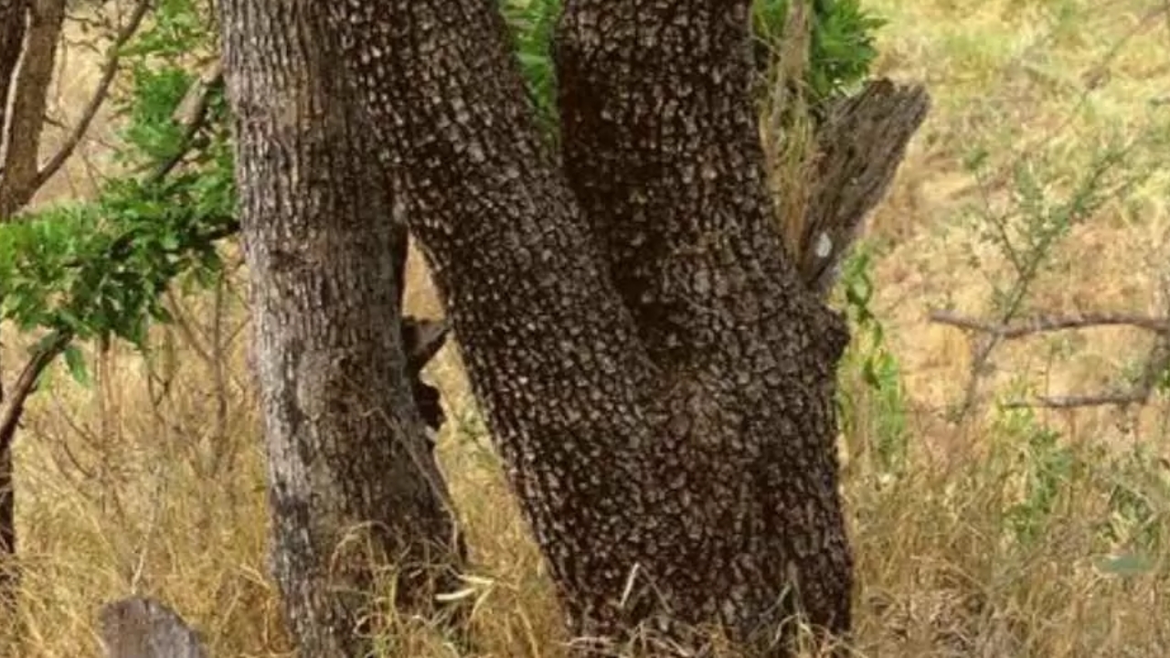 Find the Hidden Animal