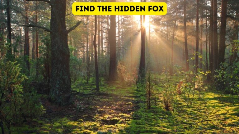 Find the Hidden Fox