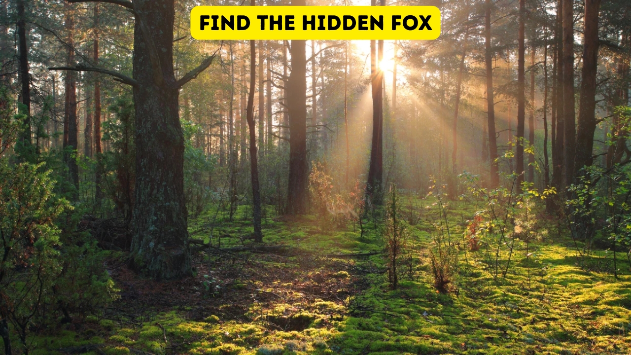 Find the Hidden Fox