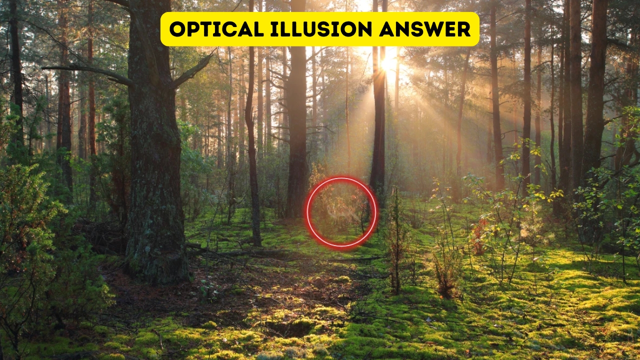Find the Hidden Fox