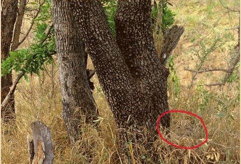 Find the Hidden Animal