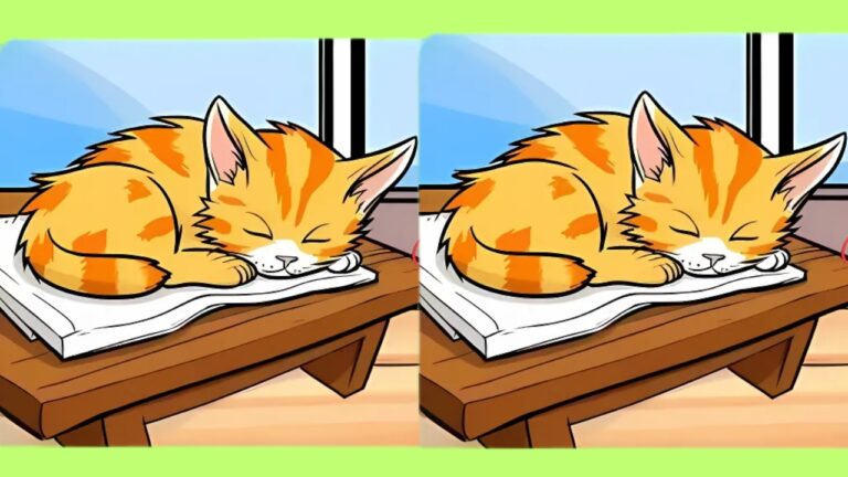 Find 3 Differences in this Cat Photo